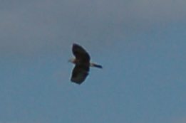 identificazione rapace