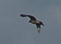 identificazione rapace