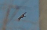 identificazione rapace