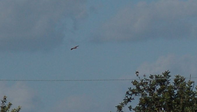 identificazione rapace