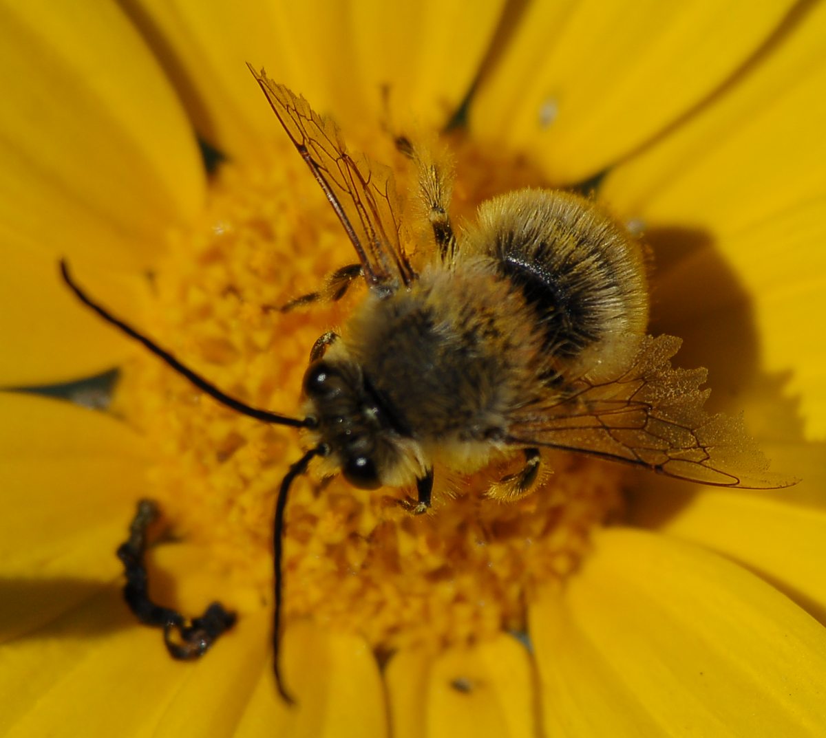 Eucera sp. . (Apidae)