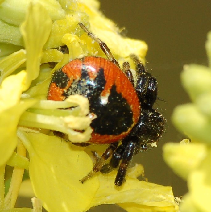 Synema globosum
