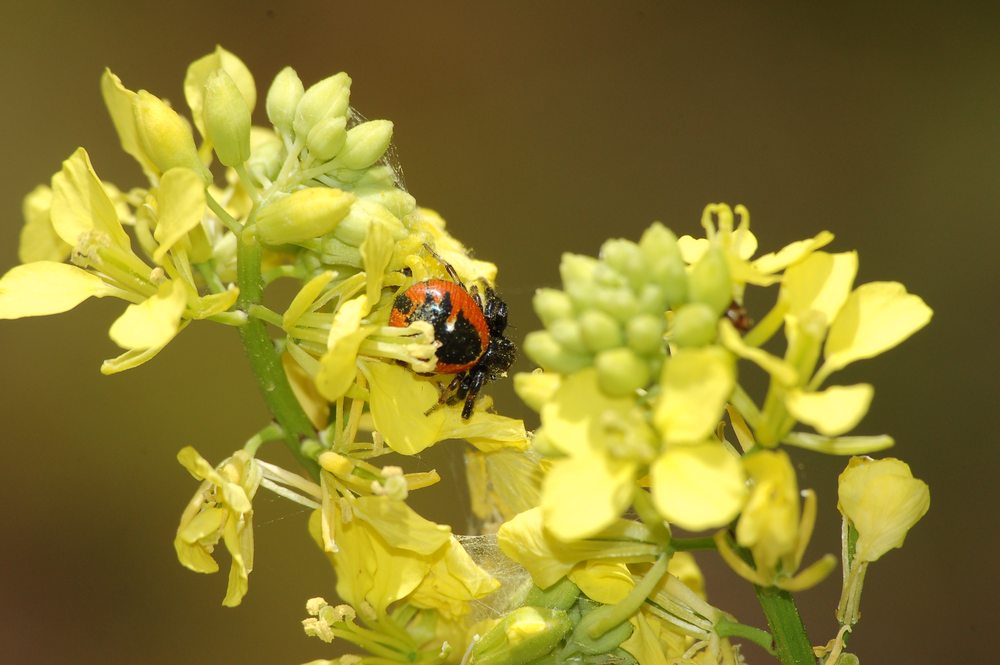 Synema globosum