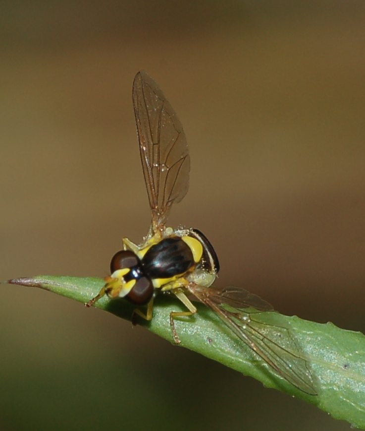 Sphaerophoria sp. (Syrphidae)