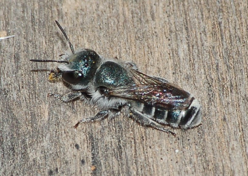 Osmia cfr. caerulescens F (Apidae Megachilinae)