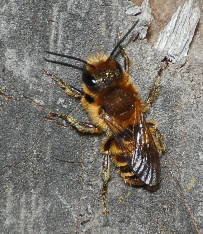 Osmia cfr. aurulenta (Apidae Megachilinae)