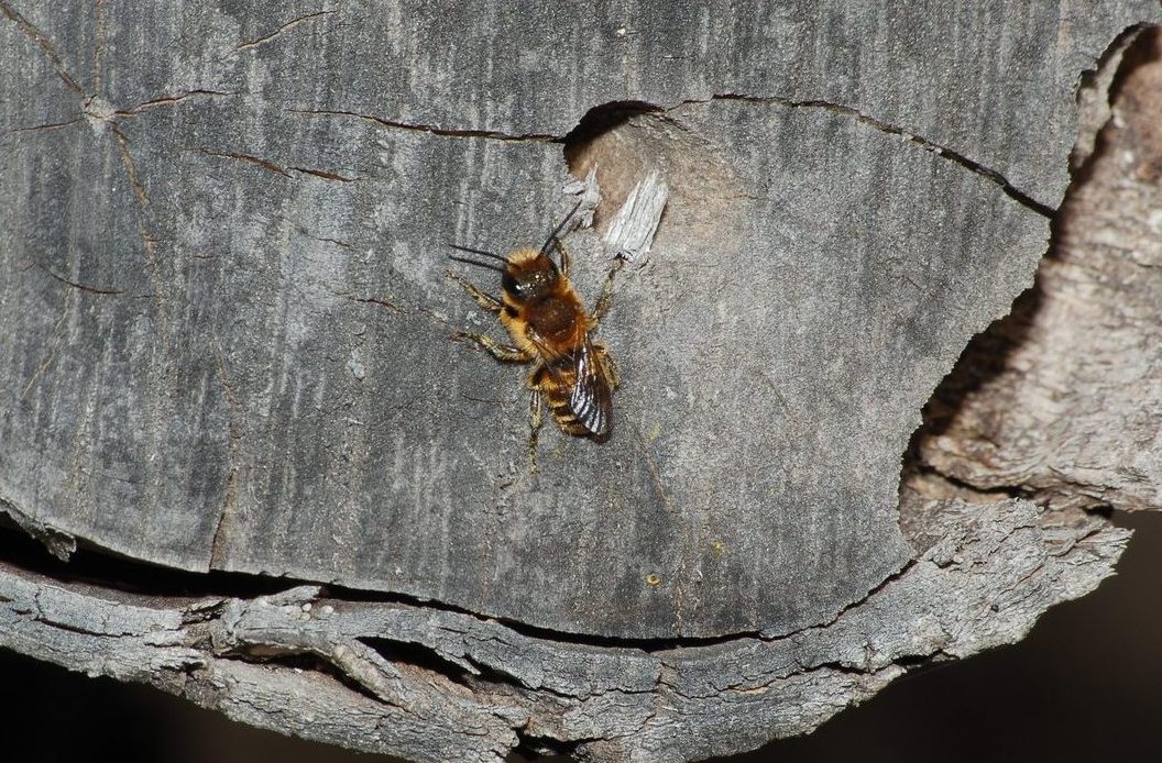 Osmia cfr. aurulenta (Apidae Megachilinae)