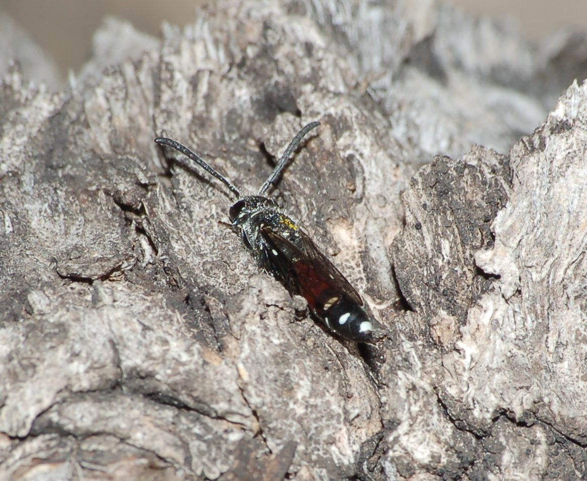 Sapyga quinquepunctata F (Sapygidae)