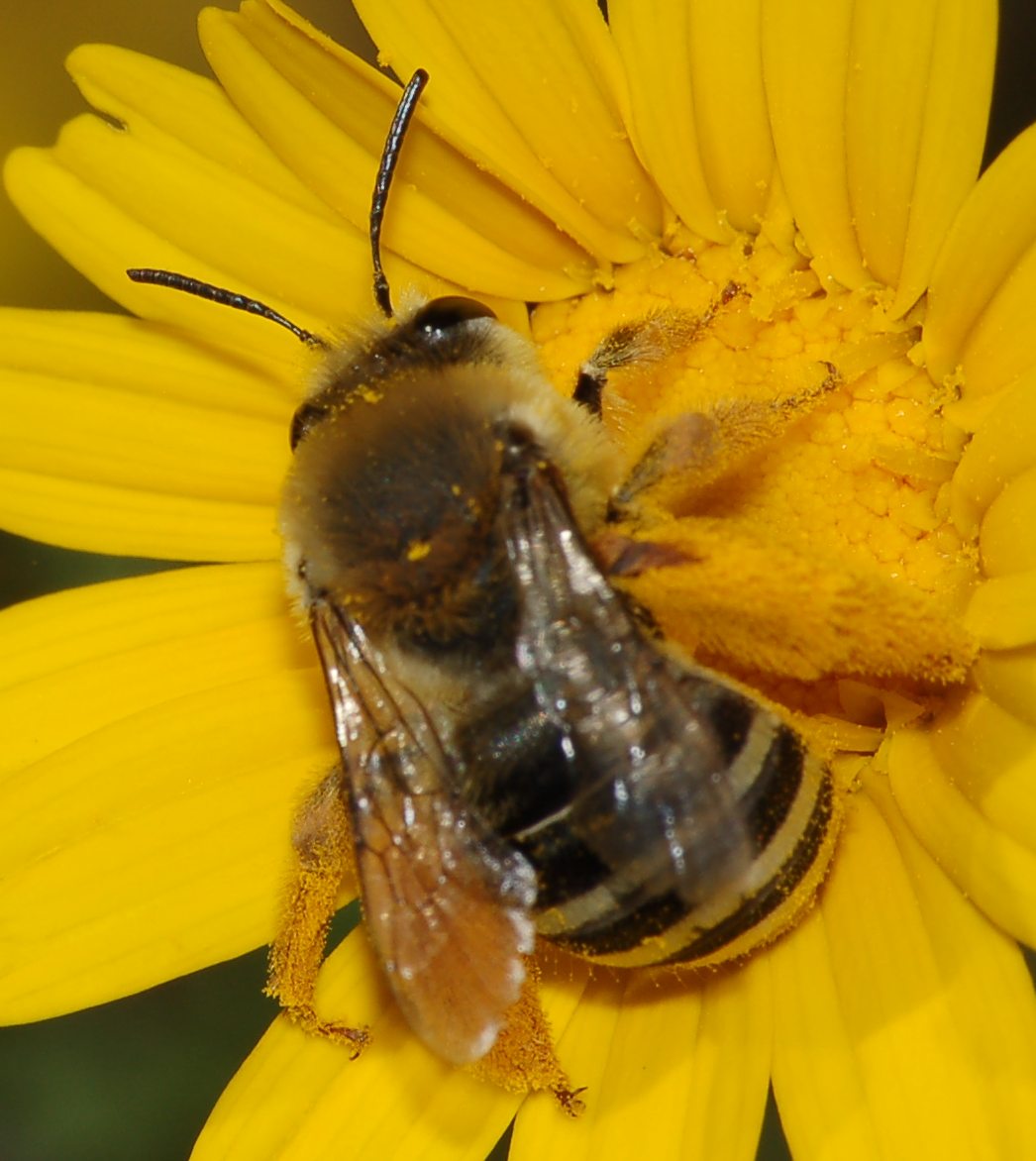 Eucera in volo