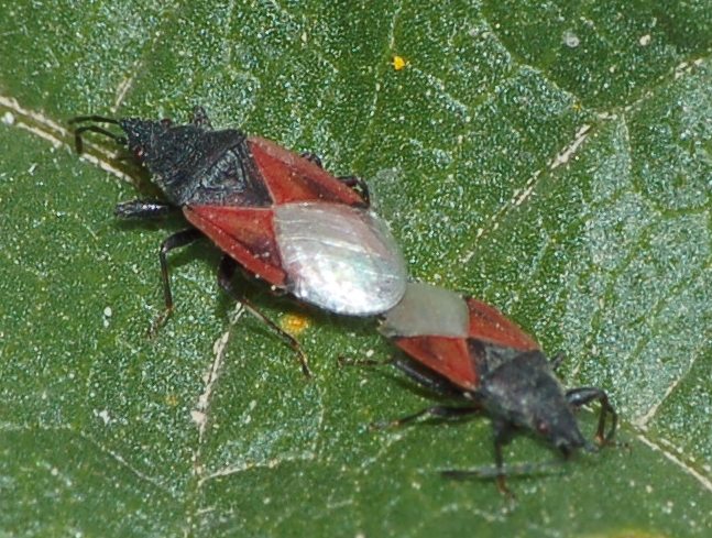 Lygaeidae: Oxycarenus lavaterae della Sardegna (Cagliari)