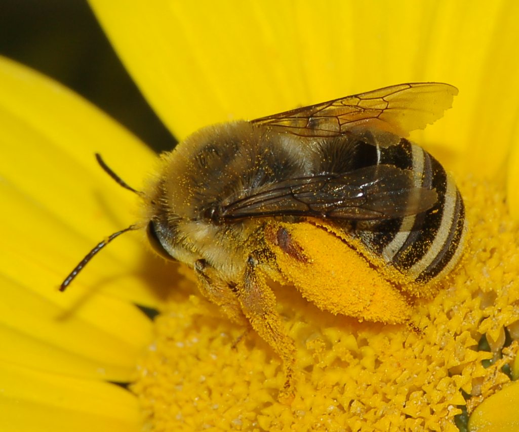 Eucera in volo