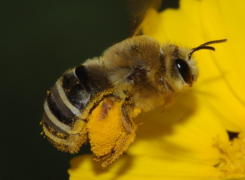 Eucera in volo
