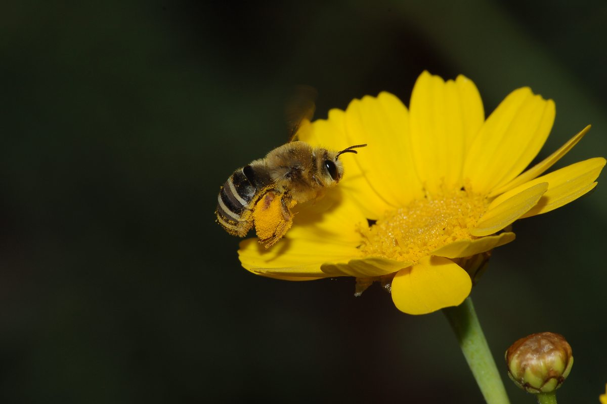 Eucera in volo