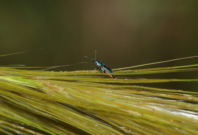 identificazione
