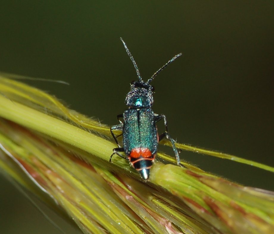 identificazione