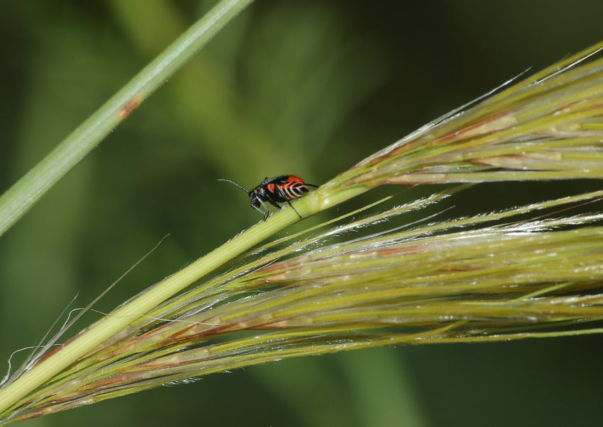 identificazione