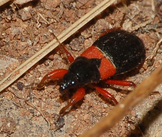 Nabidae: Prostemma guttula di Ragusa in Sicilia