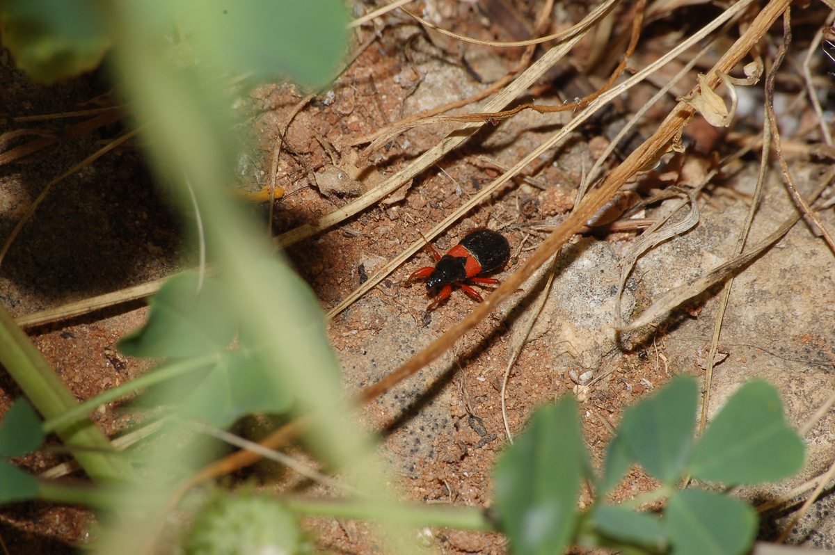 Nabidae: Prostemma guttula di Ragusa in Sicilia