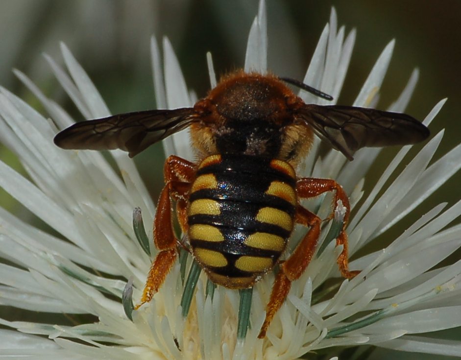 Rhodanthidium septemdentatum (Apidae Megachilinae)