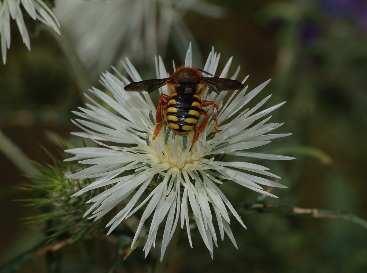 Rhodanthidium septemdentatum (Apidae Megachilinae)
