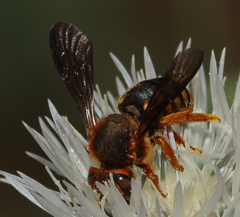 Rhodanthidium septemdentatum (Apidae Megachilinae)