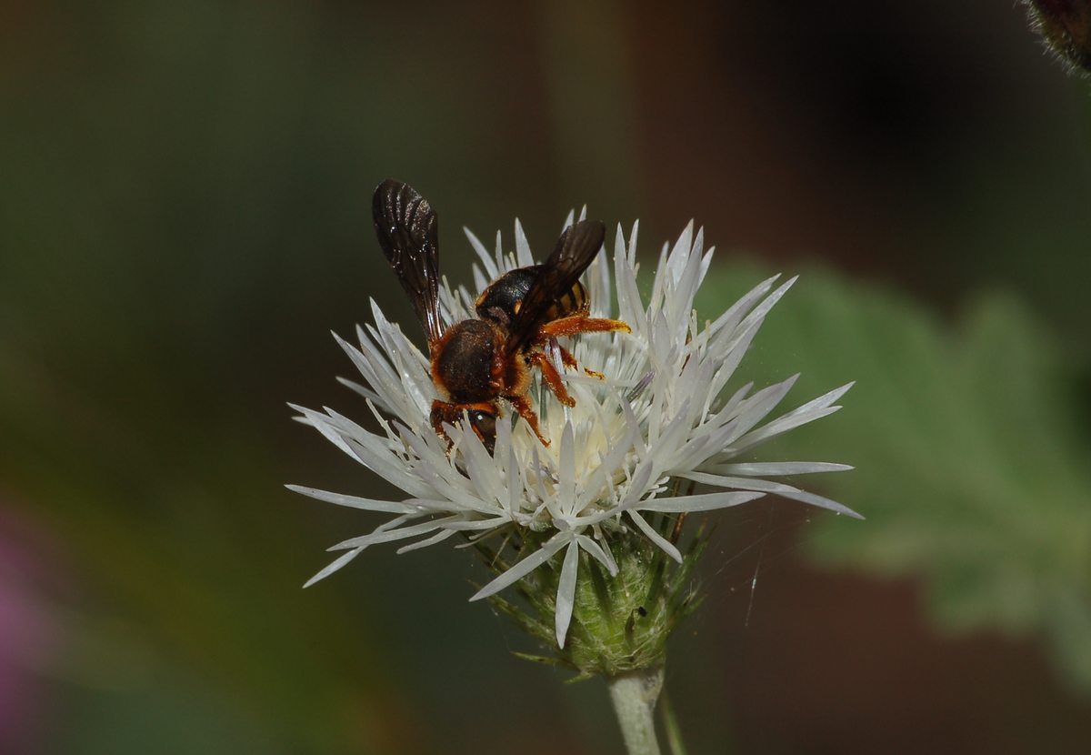 Rhodanthidium septemdentatum (Apidae Megachilinae)