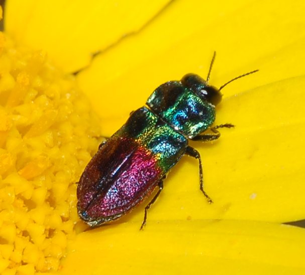 Imenottero, anzi coleottero di sicilia: Anthaxia dimidiata?
