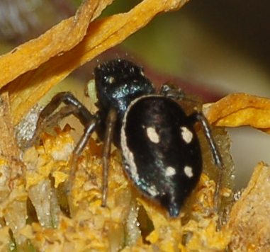 Heliophanus sp.