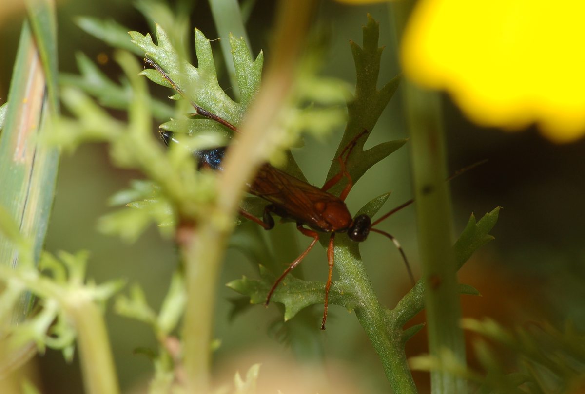 Ctenochares bicolorus (Ichneumonidae Ichneumoninae),