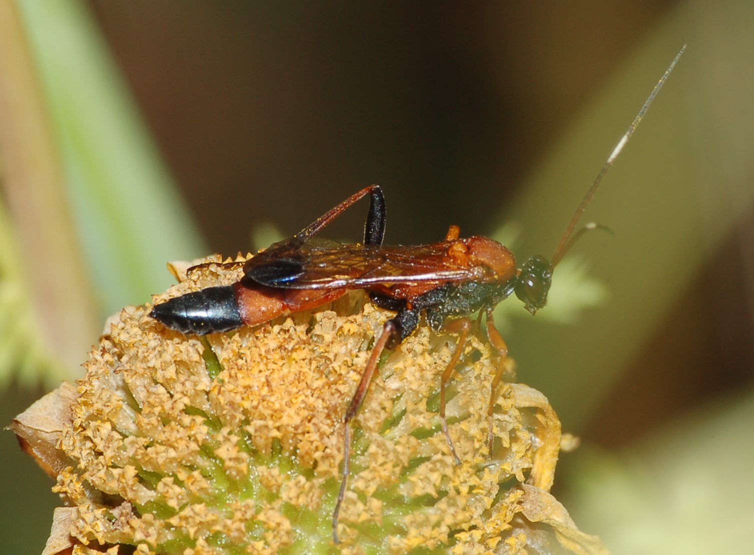 Ctenochares bicolorus (Ichneumonidae Ichneumoninae),