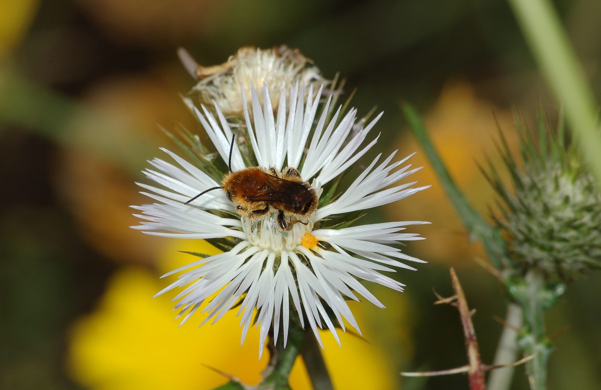 Osmia cfr. aurulenta (Apidae Megachilinae)