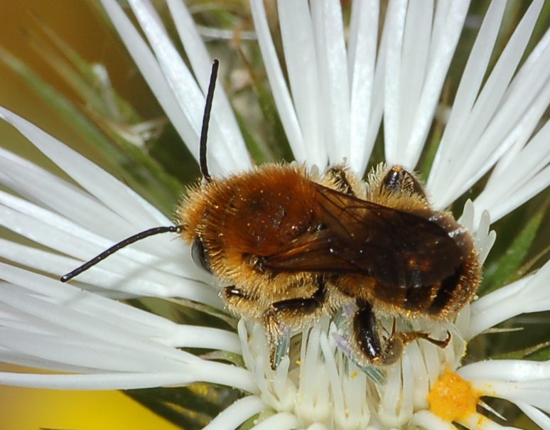 Osmia cfr. aurulenta (Apidae Megachilinae)