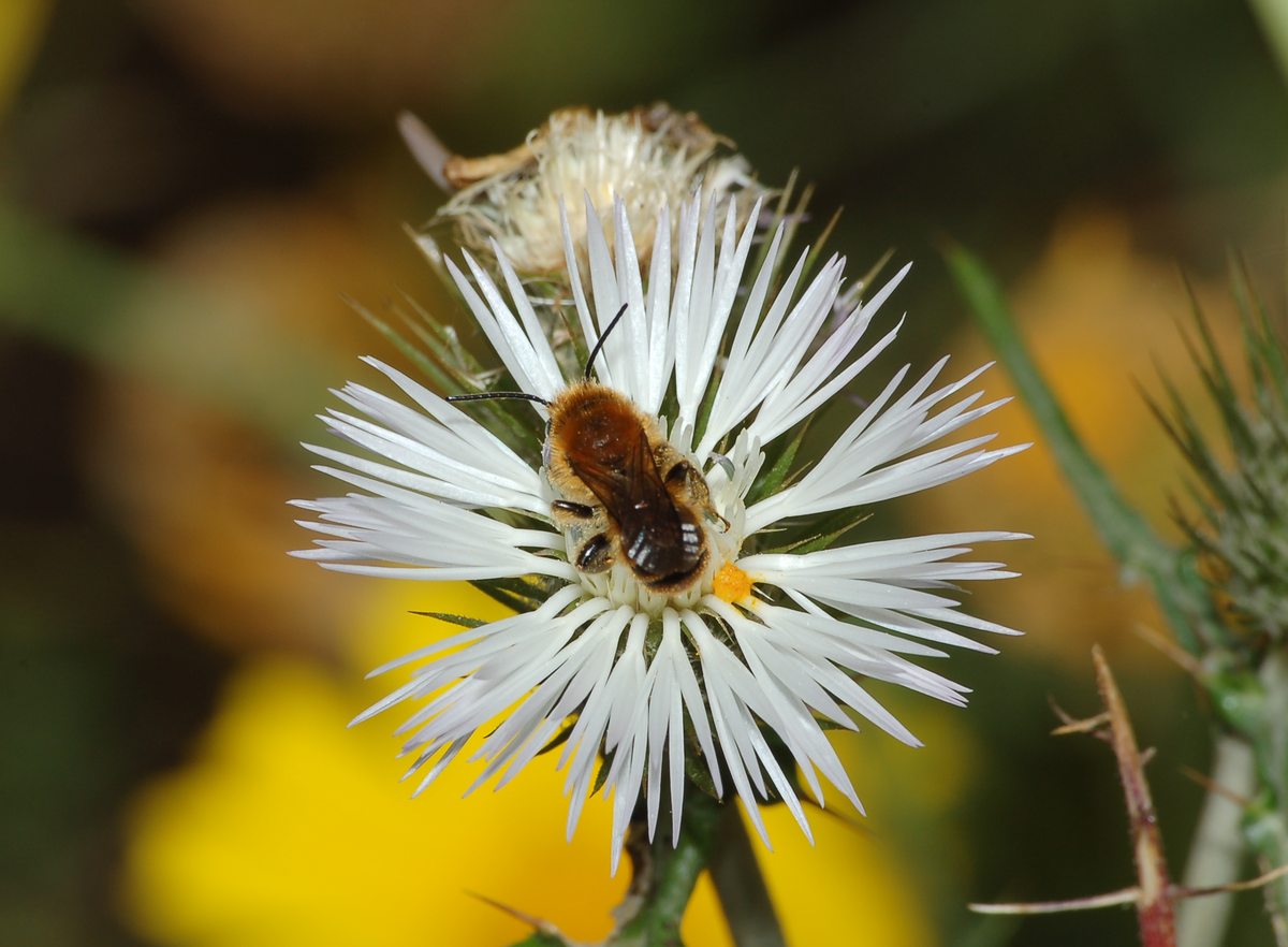 Osmia cfr. aurulenta (Apidae Megachilinae)