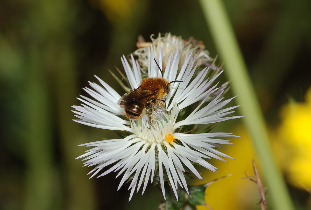 Osmia cfr. aurulenta (Apidae Megachilinae)