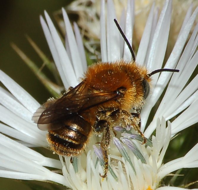 Osmia cfr. aurulenta (Apidae Megachilinae)