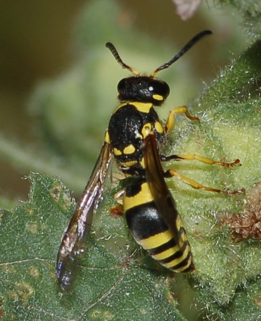 Ancistrocerus auctus, Vespidae Eumeninae