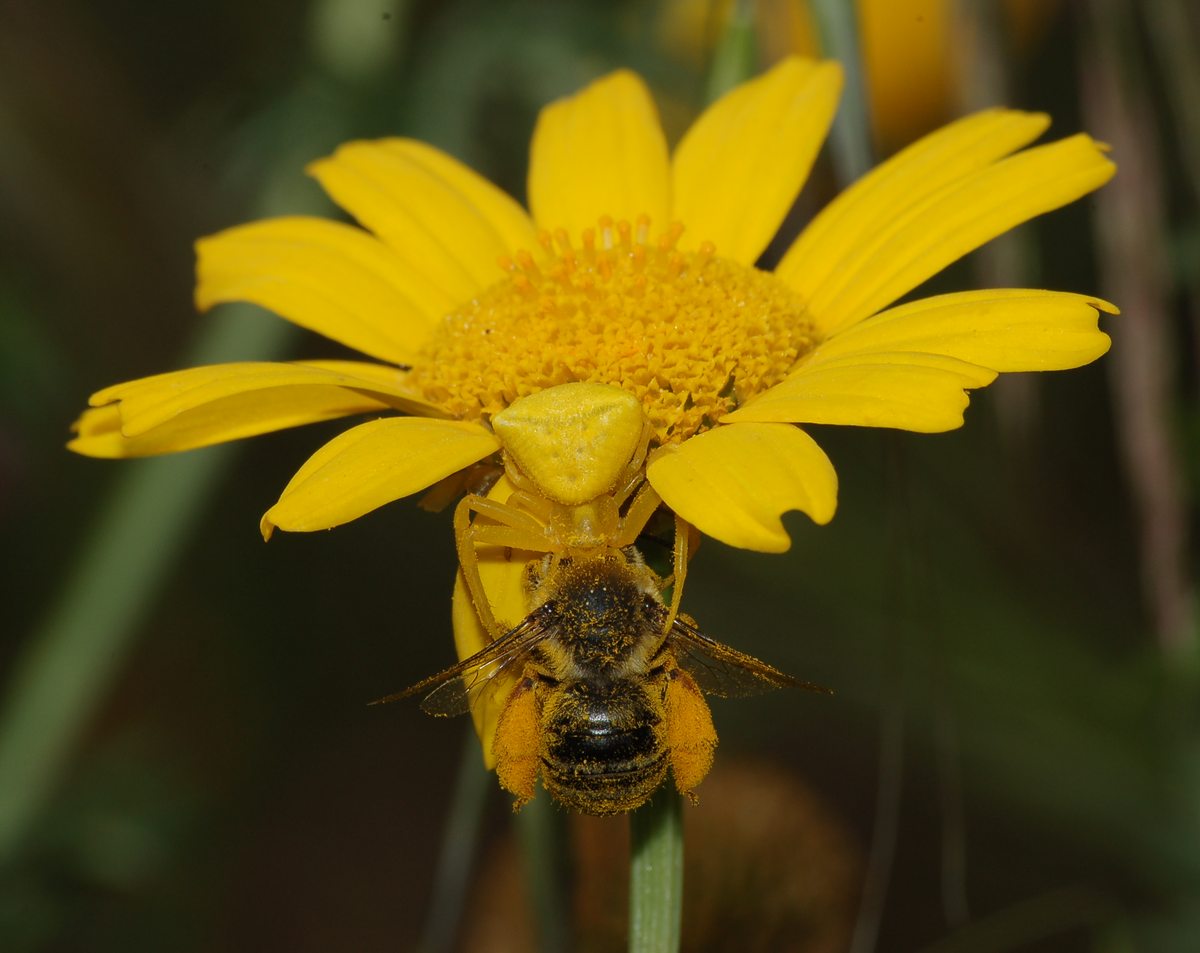 Predatore naturale di Eucera (Thomisus onustus)