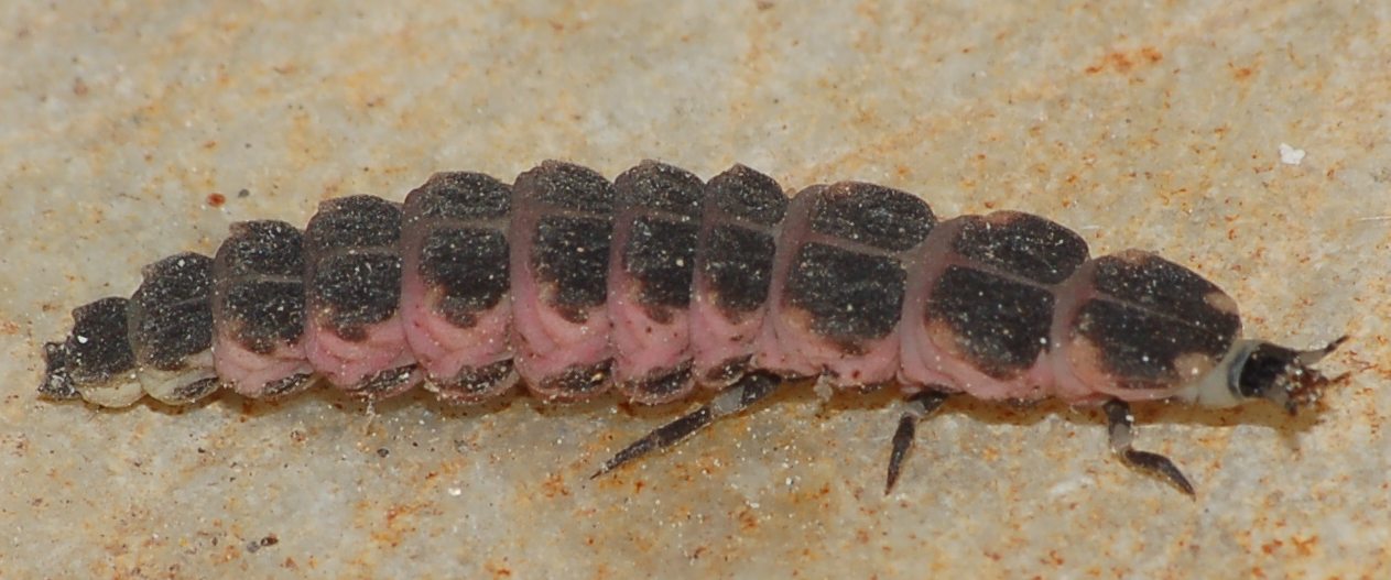 identificazione bruco 2 - No, Lampyridae