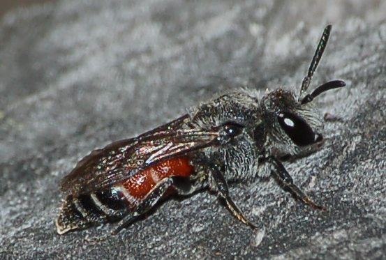 Dioxys cincta (Apidae Megachilinae)