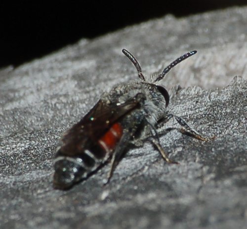 Dioxys cincta (Apidae Megachilinae)