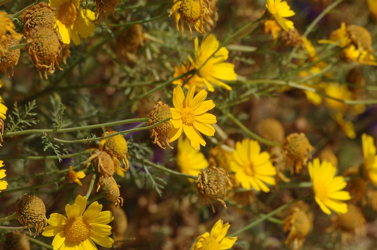 Ancistrocerus auctus, Vespidae Eumeninae