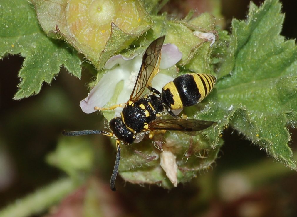 Ancistrocerus auctus, Vespidae Eumeninae