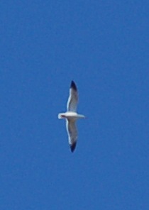 Identificazione grande uccello marino