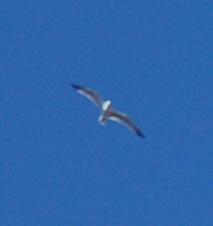 Identificazione grande uccello marino
