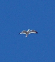 Identificazione grande uccello marino