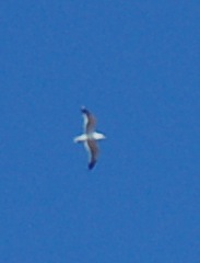 Identificazione grande uccello marino