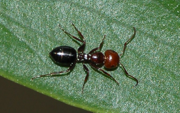 Formica con testa rossa: Camponotus cfr lateralis