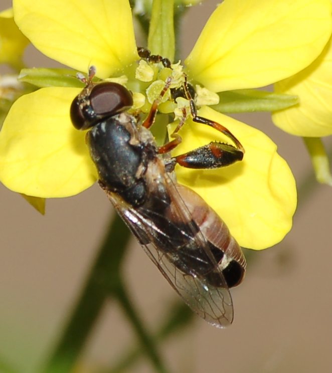 Syritta pipiens ♀ (Syrphidae)