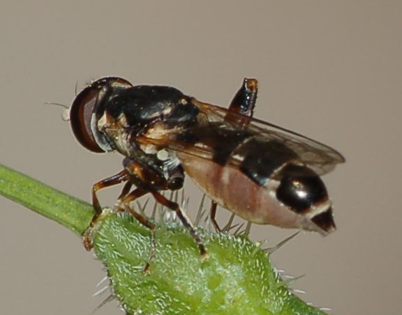 Syritta pipiens ♀ (Syrphidae)
