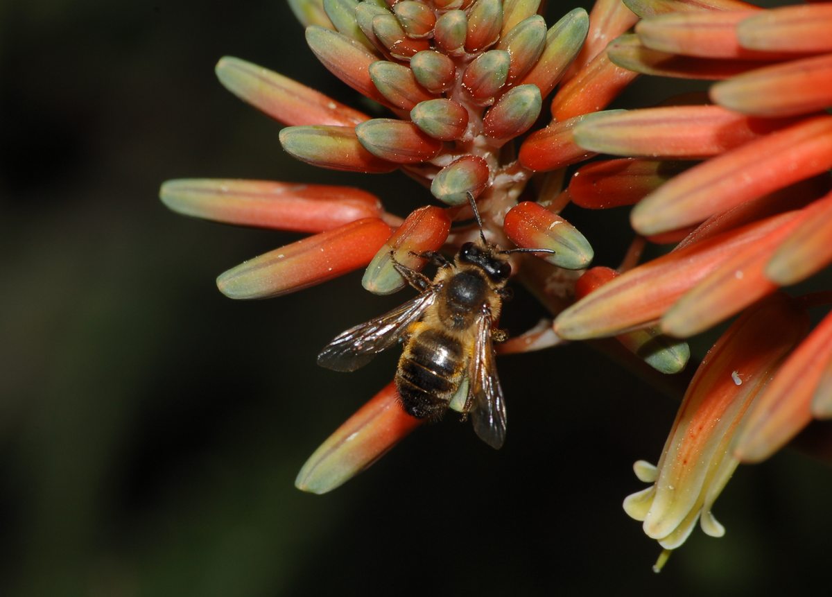 Andrena forse flavipes